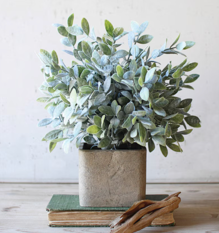 Sage Bush Plant